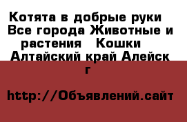 Котята в добрые руки - Все города Животные и растения » Кошки   . Алтайский край,Алейск г.